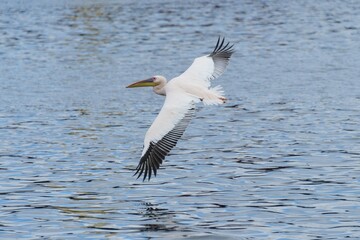 Great White Pelican (Pelecanus onocrotalus) in flight, in Walvis Bay, Namibia, Africa