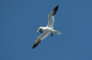 Northern Gannet with nesting material, Helgoland, Schleswig-Holstein, Germany, Europe
