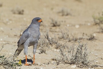 Pale-chanting Goshawk (Melierax canorus), Kalahari Desert, Kgalagadi Transfrontier Park, South Africa, Africa