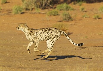 Cheetah (Acinonyx jubatus), running male, Kalahari Desert, Kgalagadi Transfrontier Park, South Africa, Africa