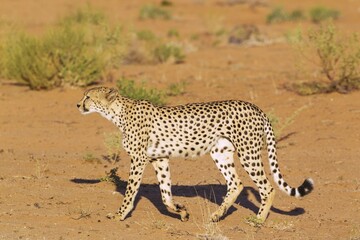 Cheetah (Acinonyx jubatus), walking male, Kalahari Desert, Kgalagadi Transfrontier Park, South Africa, Africa