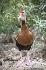 Black-bellied Whistling Duck (Dendrocygna autumnalis), standing, Tucson, Arizona, USA, North America