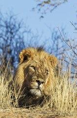 Black-maned lion (Panthera leo vernayi), male, resting, hidden between dry grass, Kalahari Desert, Kgalagadi Transfrontier Park, South Africa, Africa