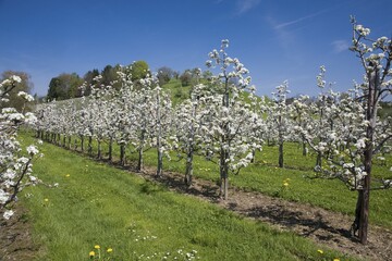 Fruit tree pruning, fruit trees in bloom, Lindau am Bodensee, Lake Constance, Bavaria, Germany, Europe