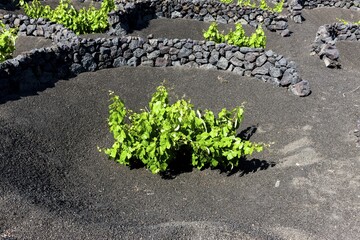 Viniculture, vines growing on lava protected from the wind by lava walls, dry cultivation, volcanic landscape near La Geria, Lanzarote, Canary Islands, Spain, Europe