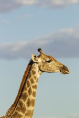 Southern Giraffe (Giraffa camelopardalis giraffa), female, animal portrait, Kalahari Desert, Kgalagadi Transfrontier Park, South Africa, Africa