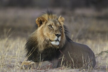 Black-maned lion (Panthera leo vernayi), male, resting, Kalahari Desert, Kgalagadi Transfrontier Park, South Africa, Africa