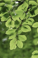 Beech leaves in spring, North Rhine-Westphalia, Germany (Fagus sylvatica)