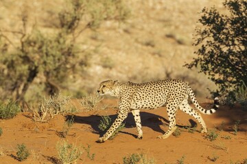 Cheetah (Acinonyx jubatus), walking male, Kalahari Desert, Kgalagadi Transfrontier Park, South Africa, Africa