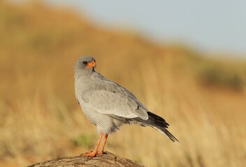 Pale-chanting Goshawk (Melierax canorus), perching, Kalahari Desert, Kgalagadi Transfrontier Park, South Africa, Africa
