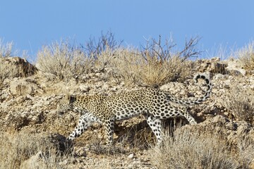 Leopard (Panthera pardus), young female camouflaged, walking along a rocky ridge, Kalahari Desert, Kgalagadi Transfrontier Park, South Africa, Africa