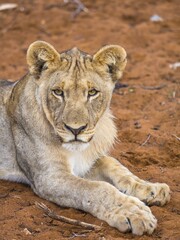 Young Lioness (Panthera leo) lying on red soil, Okaukuejo, Etosha National Park, Namibia, Africa
