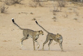 Cheetah (Acinonyx jubatus), two playful subadult males in the dry and barren Auob riverbed,...