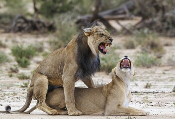 Obraz premium Black-maned lions (Panthera leo vernayi), fairly old animal pair mating, Kalahari Desert, Kgalagadi Transfrontier Park, South Africa, Africa
