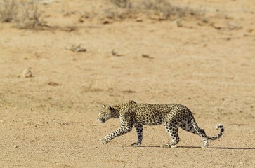 Leopard (Panthera pardus), young female, stalking, Kalahari Desert, Kgalagadi Transfrontier Park, South Africa, Africa