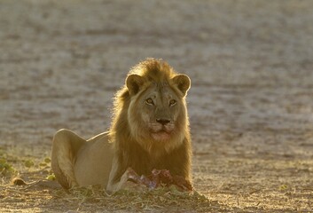 Black-maned lion (Panthera leo vernayi), lion with bloody mouth, feeding on the remains of a sprinbok (Antidorcas marsupialis), morning light, Kalahari Desert, Kgalagadi Transfrontier Park, South Africa, Africa