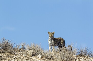 Leopard (Panthera pardus), young female, observing her surroundings from a rocky ridge, Kalahari Desert, Kgalagadi Transfrontier Park, South Africa, Africa
