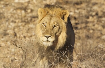 Black-maned lion (Panthera leo vernayi), animal portrait, Kalahari Desert, Kgalagadi Transfrontier Park, South Africa, Africa