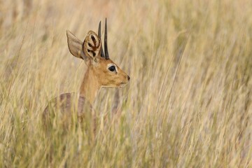 Steenbok (Raphicerus campestris), male in high dry grass, Kalahari Desert, Kgalagadi Transfrontier Park, South Africa, Africa
