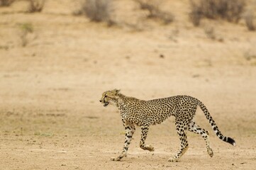 Cheetah (Acinonyx jubatus), subadult male, roaming in the dry and barren Auob riverbed, Kalahari Desert, Kgalagadi Transfrontier Park, South Africa, Africa
