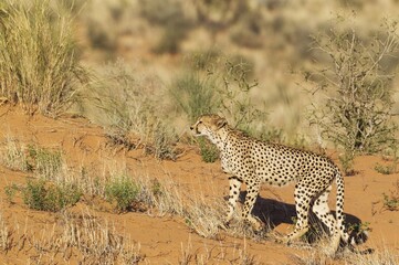 Cheetah (Acinonyx jubatus), male, walking up a grass-grown sand dune, Kalahari Desert, Kgalagadi Transfrontier Park, South Africa, Africa