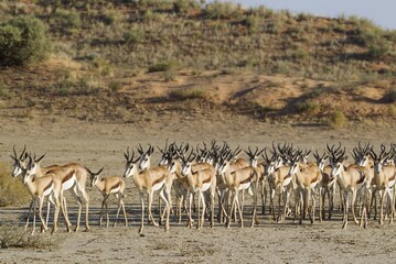 Springboks (Antidorcas marsupialis), herd in the dry Nossob riverbed, Kalahari Desert, Kgalagadi Transfrontier Park, South Africa, Africa