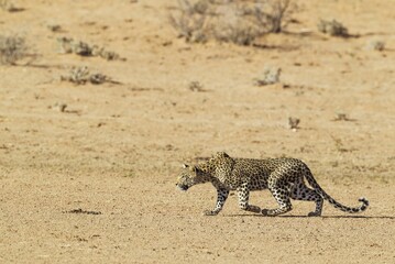 Leopard (Panthera pardus), young female, stalking, Kalahari Desert, Kgalagadi Transfrontier Park,...