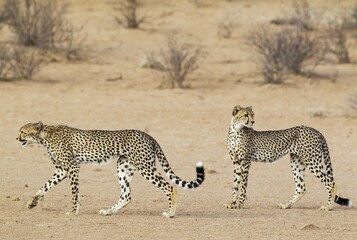 Cheetahs (Acinonyx jubatus), two subadult males, roaming in the dry and barren Auob riverbed, Kalahari Desert, Kgalagadi Transfrontier Park, South Africa, Africa