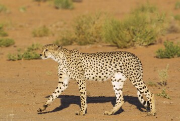 Cheetah (Acinonyx jubatus), walking male, Kalahari Desert, Kgalagadi Transfrontier Park, South...