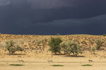 Cheetahs (Acinonyx jubatus), female walking in front of her two subadult male cubs, in the dry and barren Auob riverbed, behind a thunderstorm, Kalahari Desert, Kgalagadi Transfrontier Park, South Africa, Africa