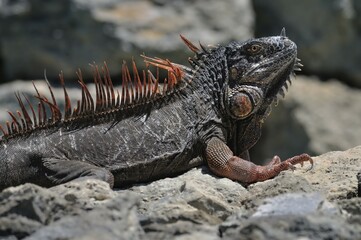 Green Iguana (Iguana iguana) on rock, Corozal district, Belize, Central America