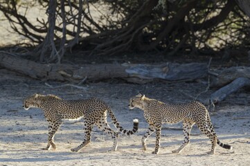 Cheetahs (Acinonyx jubatus), two subadult males. Roaming in the dry and barren Auob riverbed, during a severe drought, Kalahari Desert, Kgalagadi Transfrontier Park, South Africa, Africa