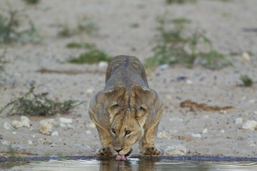 Lioness (Panthera leo), female, drinking at a waterhole, Kalahari Desert, Kgalagadi Transfrontier...