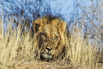 Black-maned lion (Panthera leo vernayi), male, resting, hidden between dry grass, Kalahari Desert, Kgalagadi Transfrontier Park, South Africa, Africa