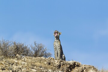 Leopard (Panthera pardus), young female, yawning on a rocky ridge, Kalahari Desert, Kgalagadi...
