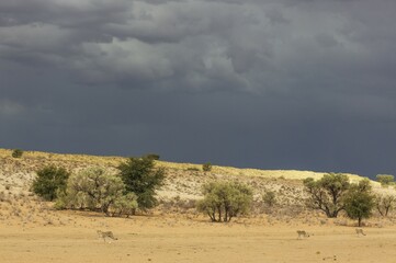 Naklejka premium Cheetahs (Acinonyx jubatus), female walking in front of her two subadult male cubs, in the dry and barren Auob riverbed, behind a thunderstorm, Kalahari Desert, Kgalagadi Transfrontier Park, South Africa, Africa
