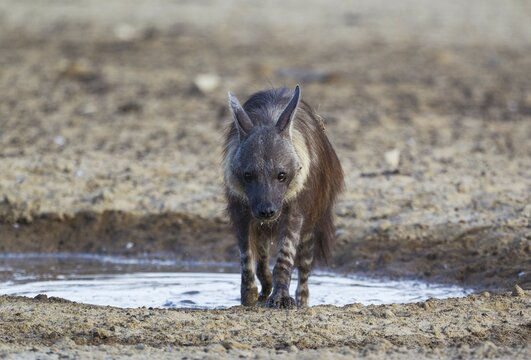 brown hyena (Hyaena brunnea) at a waterhole, Kalahari Desert, Kgalagadi Transfrontier Park, South Africa, Africa