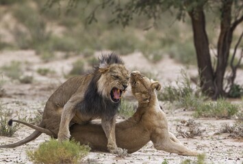 Black-maned lions (Panthera leo vernayi), fairly old animal pair mating, Kalahari Desert, Kgalagadi Transfrontier Park, South Africa, Africa