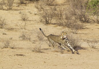 Cheetah (Acinonyx jubatus), running subadult male with the head of a hare in his mouth, Kalahari Desert, Kgalagadi Transfrontier Park, South Africa, Africa