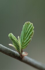 Beech, young leaves in spring, Sweden (Fagus sylvatica)