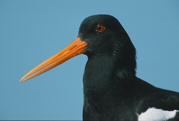 Oystercatcher, Schleswig-Holstein, Germany (Haematopus ostralegus)