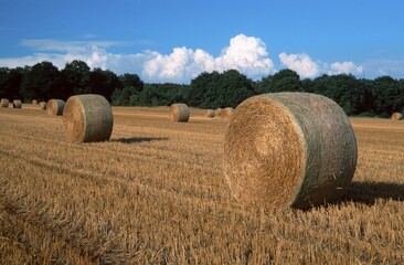 Bales of straw on stubble field, North Rhine-Westphalia, Germany, Europe