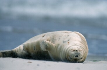 Common Seal, Helgoland, Germany (Phoca vitulina)
