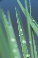 Naklejka premium Blades of grass with drops of water, Germany, Europe