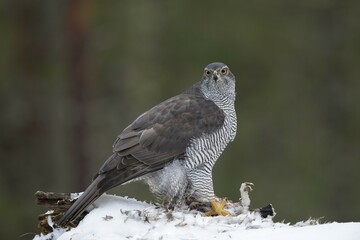 Northern goshawk (Accipiter gentilis) with prey, Nord-Trøndelag, Norway, Scandinavia, Europe