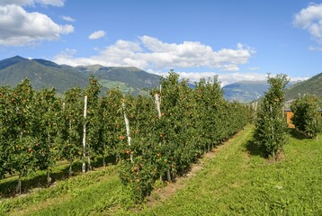 Obraz premium Apple trees, apple plantation, Trentino, South Tyrol, Italy, Europe
