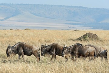 Fototapeta premium Blue Wildebeest migration (Connochaetes taurinus), Masai Mara National Reserve, Kenya, Africa