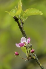 Apple blossom, Golden Delicious, apple tree (Malus domestica), Genthin, Saxony-Anhalt, Germany, Europe