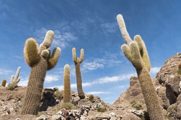 Isla Incahuasi with centuries-old cacti (Echinopsis atacamensis), in the salt lake Salar de Uyuni,...