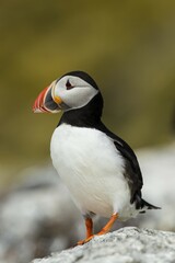 Puffin (Fratercula arctica), Farne Islands, Northumberland, England, United Kingdom, Europe